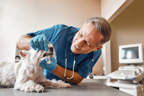 Best 24-Hour Dental Clinic Near Me  in Lexington, MI